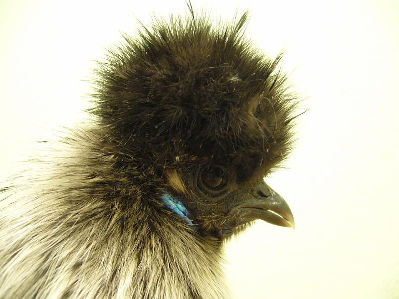 Munster 2009 173.jpg - Zwerg Seidenhühner mit Bart von Lukas Hansen